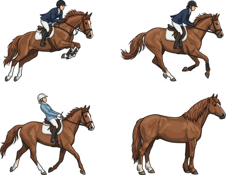 Equestrian horse riding collection with jumping racing dressage and standing horse flat vector illustration design