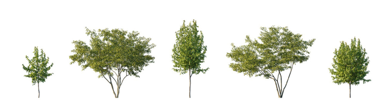 Acer Ginnala two types (amur maple, siberian maple) isolated PNG on a transparent background premium nature cutout