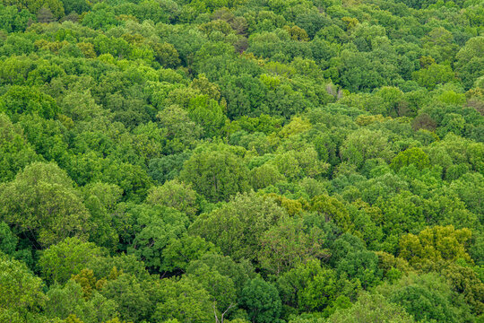 Forest landscape abstract texture background, Aerial view of top of tree canopy