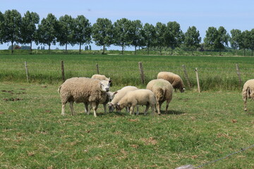 Fototapeta premium a herd of sheep with little lambs is grazing together in a green meadow in the countryside in springtime