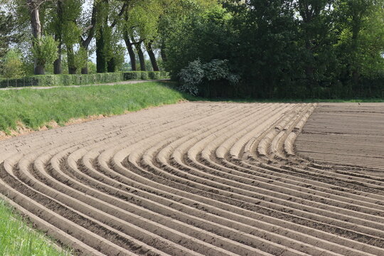 a rural landscape of a bare potato field with raised beds next to a green dike in the dutch countryside in springtime