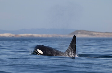 Obraz premium orca, killer whale , channel Island National Park, California