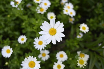 daisies in the garden © sabrina