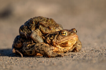 Obraz premium frog on the ground