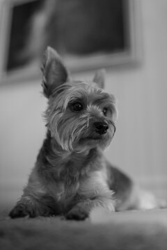 Ewok 3-4 Profile