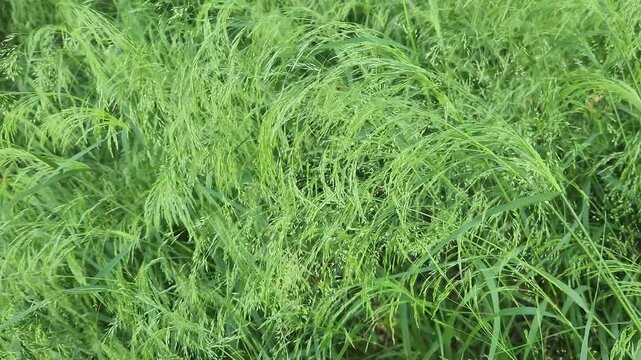 Teff grass (Eragrostis tef) is a fast-growing annual forage crop from ethiopia, high in protein, drought tolerant, and used for livestock feed and gluten-free grain production.