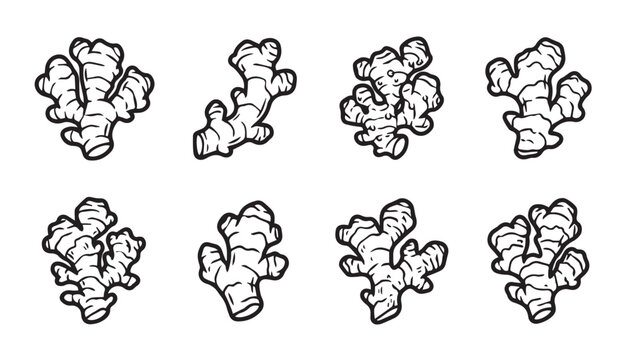 Ginger root illustrations on white background in a clean line art style