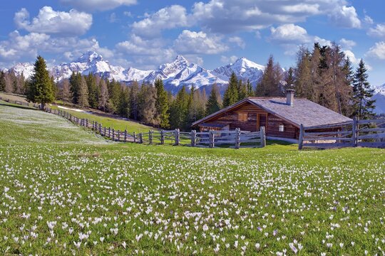 Maiens&auml;ss with flowering crocuses, behind them the snow-covered mountains Piz Ela, Corn da Tinizong, Piz Mitgel, Davos, Canton Graub&uuml;nden, Switzerland