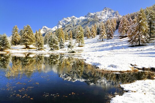 Lake Schwarzsee or Lai Nair with snow-covered larch forest, Tarasp, Engadin, Graub&uuml;nden, Switzerland