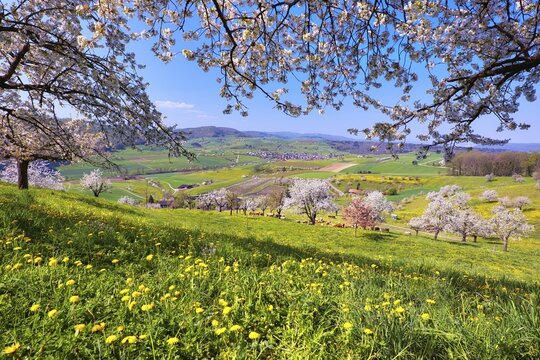 Flowering cherry trees (Prunus), Magden, Canton Aargau, Switzerland