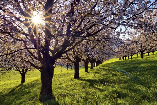 Orchard in spring, blossoming wild cherry (Prunus avium) with sun star in the backlight, Fricktal, Canton Aargau, Switzerland
