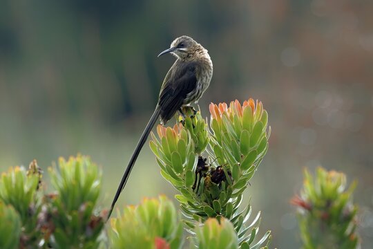 Cape Honeybird (Promerops cafer), adult, male, on flower, Protea, vigilant, Kirstenbosch Botanical Gardens, Cape Town, South Africa