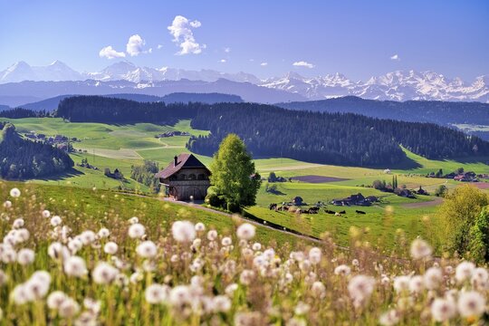 View over the Emmental with Bern granary, dandelion meadow (Leontodon) in the foreground, snow-covered Bernese Alps behind, Canton of Bern, Switzerland