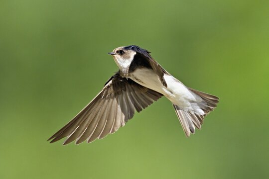 Sand martin (Riparia riparia), in flight, Reussegg nature reserve, Canton Aargau, Switzerland