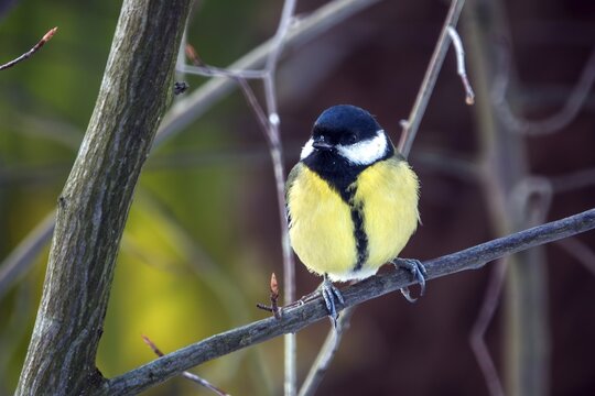 Great tit (Parus major), sitting on a branch, Baden-W&uuml;rttemberg, Germany