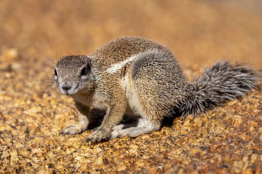 Cape ground squirrel (Xerus inauris), Pontok-Berge, Spitzkoppe, Gro&szlig;e Spitzkuppe Nature Reserve, Namibia