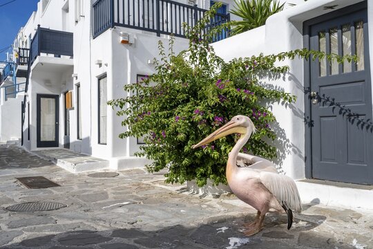 Pelican Petros, mascot of Mykonos island, alleys of Mykonos town with bougainvillea, Mykonos, Cyclades