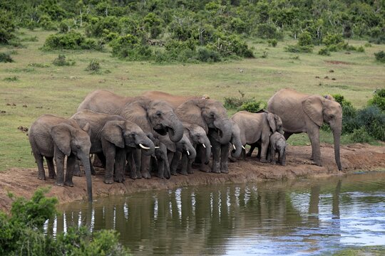 African Elephants (Loxodonta africana), herd at waterhole, Addo Elephant National Park, Eastern Cape, South Africa