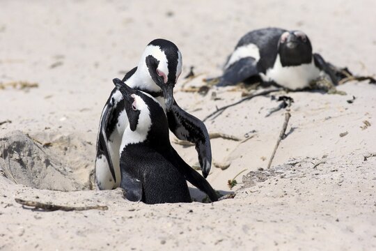 African Penguins (Spheniscus demersus), pair at nest hole, Boulders Beach, Simon's Town, Western Cape, South Africa