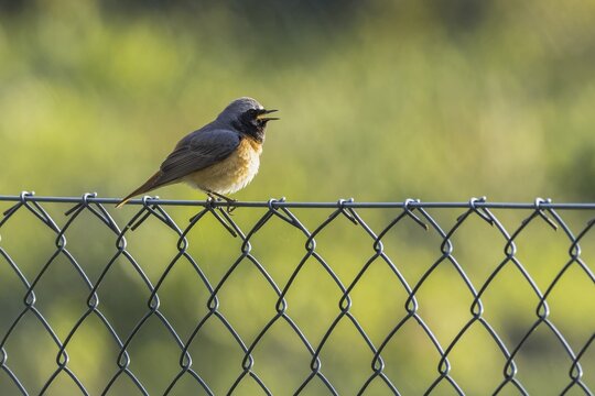 Common redstart (Phoenicurus phoenicurus), singing, on garden fence, Hesse, Germany