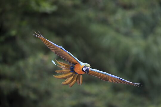 Blue and yellow macaw (Ara ararauna), adult, flying, parrot, Brazil