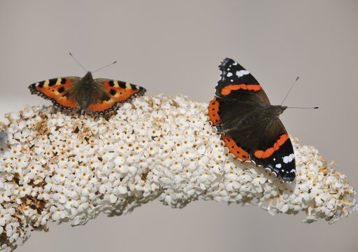 Small Tortoiseshell (Nymphalis urticae) and Red Admiral or Vanessa atalanta (Vanessa atalanta) on Buddleja davidii, summer lilac, butterfly-bush or orange eye (Buddleja davidii), Bavaria, Germany, Europe
