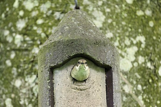Pied Flycatcher (Ficedula hypoleuca), male looking out of the nesting box, Canton Zug, Switzerland