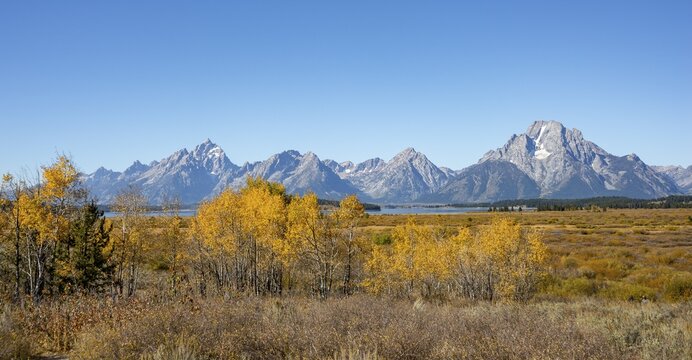 Mountain panorama with Mount Moran and Grand Teton peaks, Autumn landscape, yellow coloured aspens (Populus tremula) and bushes, Willow Flats Overlook, Teton Range mountain range, Grand Teton National Park, Wyoming, USA