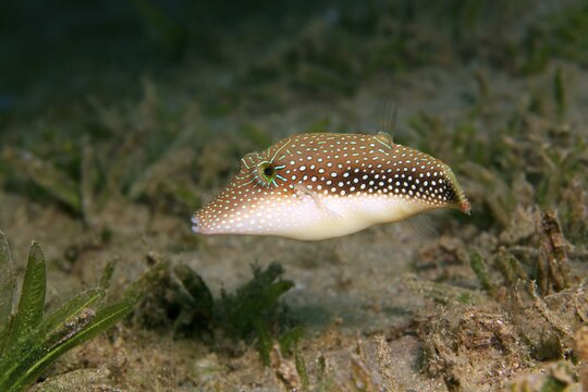 Margaritata Puffer (Canthigaster margaritata) Red Sea, Aqaba, Kingdom of Jordan