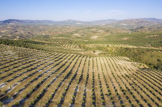 Cultivated olive trees (Olea europaea), aerial view, drone shot, C&oacute;rdoba province, Andalusia, Spain