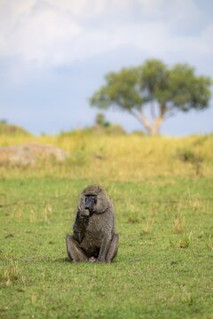 Anubis baboon or green baboon (Papio anubis) foraging in the grass, male, Murchison Falls National Park, Western Region, Uganda