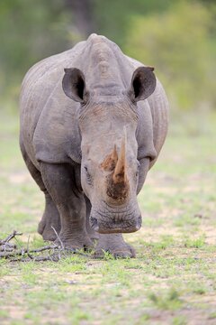 White rhinoceros (Ceratotherium simum), adult, Pachyderm, Sabi Sand Game Reserve, Kruger National Park, South Africa