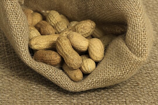 Peanut (Arachis hypogaea), fruit, legume, with shell, unshelled, Germany