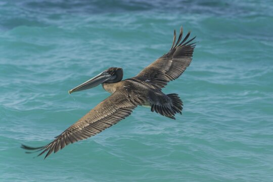 Brown Pelican (Pelecanus occidentalis), Isla de San Cristobal, Gal&aacute;pagos Islands