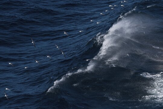 Northern fulmar (Fulmarus glacialis) in flight, wave with spray, North Sea