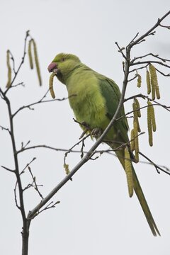 Rose-ringed parakeet (Psittacula krameri), Rhineland-Palatinate, Germany