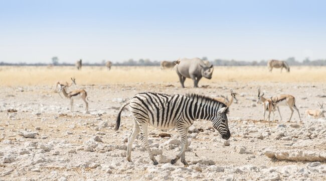 Plains Zebra (Equus quagga), behind a black rhino (Diceros bicornis), Etosha National Park, Namibia