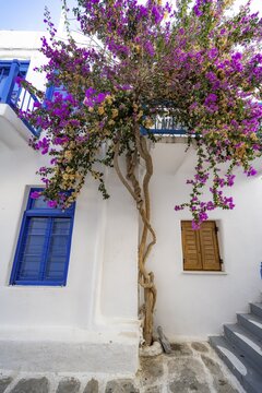 Purple bougainvillea growing on a white house, small alley in Parikia, Paros, Cyclades, Aegean Sea, Greece