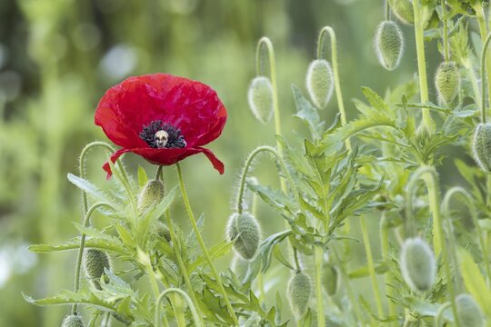 Poppy flower (Papaver rhoeas), Hesse, Germany