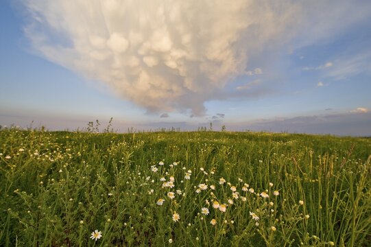 Ox-eye daisies and atmospheric clouds, Lower Austria, Europe