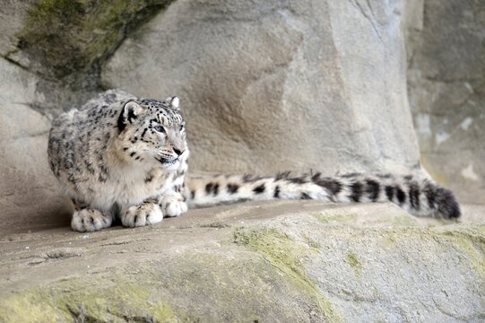 Snow Leopard (Panthera uncia), female, crouching on a rock, captive, Switzerland