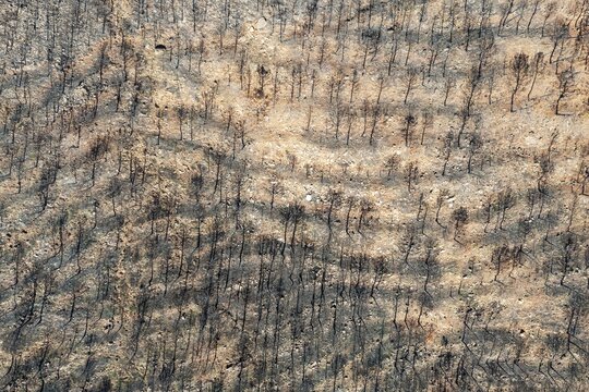 Burned Stone or Umbrella Pines (Pinus pinea) after a forest fire, aerial view, drone shot, Sierra Bermeja, M&aacute;laga Province, Andalusia, Spain