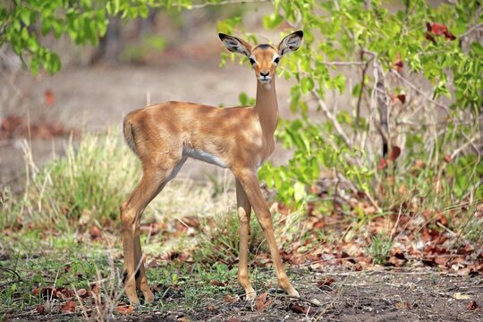 Impala (Aepyceros melampus), young animal, attentive, Sabi Sand Game Reserve, Kruger National Park, South Africa