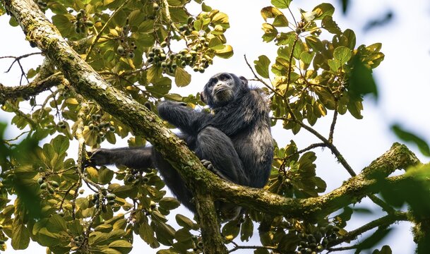 Chimpanzee (Pan Troglodytes), adult male in a tree, eating fruit, Murchison Falls National Park, Uganda