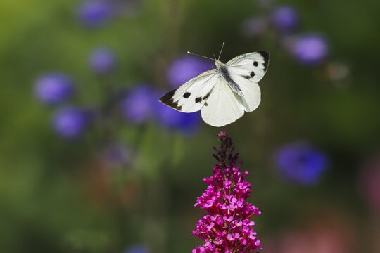 Cabbage butterfly (Pieris brassicae) flies to the flower of the butterfly bush (Buddleja davidii), Hesse, Germany