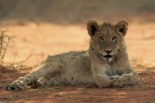 Lion (Panthera leo), young, alert, resting, Tswalu Game Reserve, Kalahari, Northern Cape, South Africa
