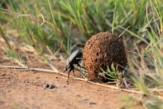 Dung beetle, sacred pill bug (Scarabaeus sacer), adult, rolling dung ball, elephant dung, for egg laying, Pilanesberg National Park, North West Province, South Africa
