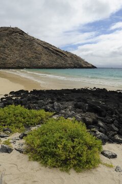 White sandy beach on the eastern side of Punta Cormoran, where Green Sea Turtles prefer to nest, Floreana Island, Galapagos, Ecuador, South America