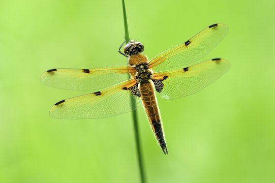 Four-spotted chaser (Libellula quadrimaculata), perched on a blade of grass