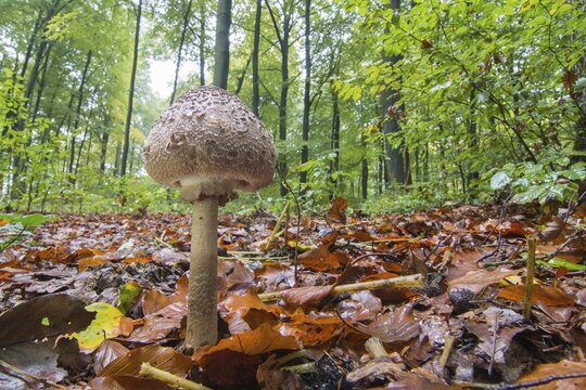 Parasol mushroom (Macrolepiota procera) also parasol mushroom or giant parasol mushroom, Hesse, Germany
